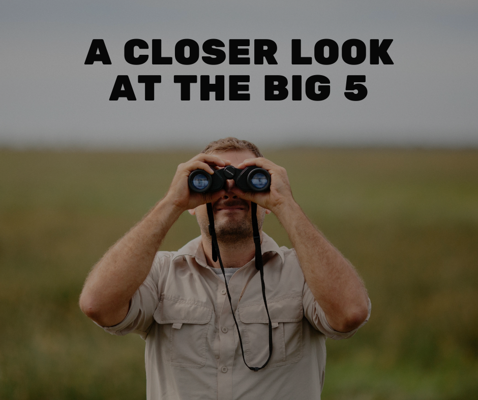 Blog post banner. Man looks through binoculars on African safari. Title reads: A closer look at the big five.  